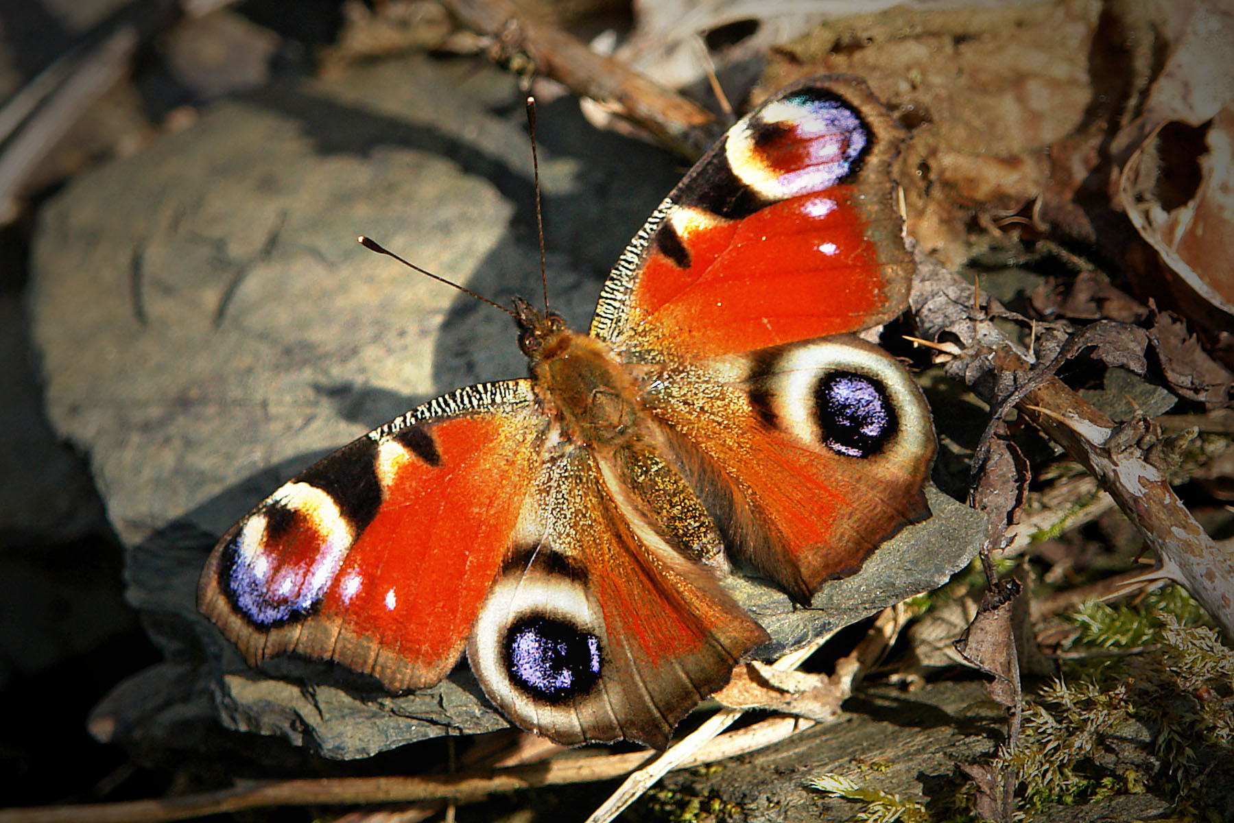 Schmetterling